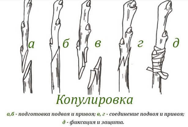 Фотография прививки лимона