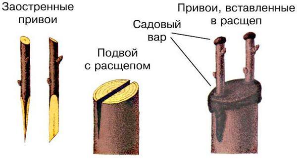 Методы прививки растений