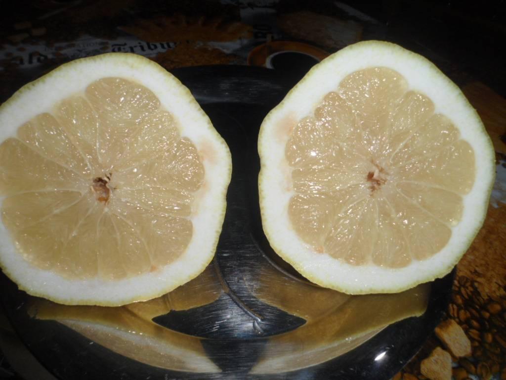 Цитрон шишкан