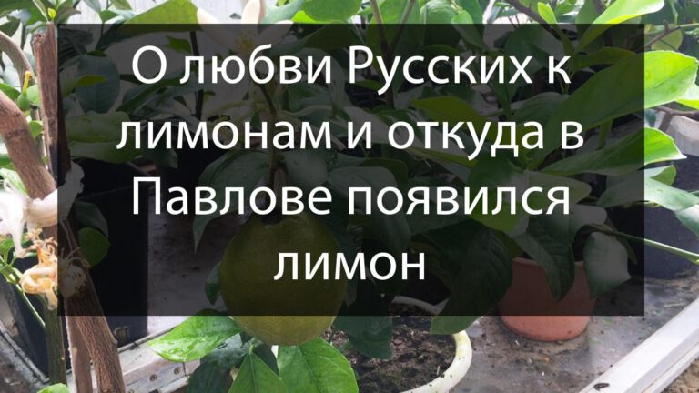 История Павловских лимонов на канале Россия-24