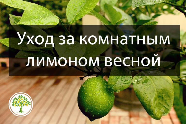 Особенности ухода за домашним лимоном весной
