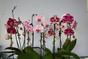 Экзотические растения виды