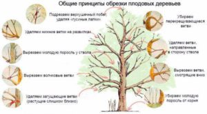 Формирование кроны