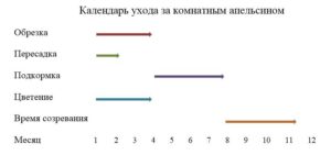 Комнатный апельсин