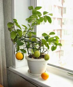 Комнатный лимон