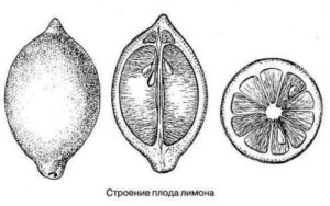 Плод лимона