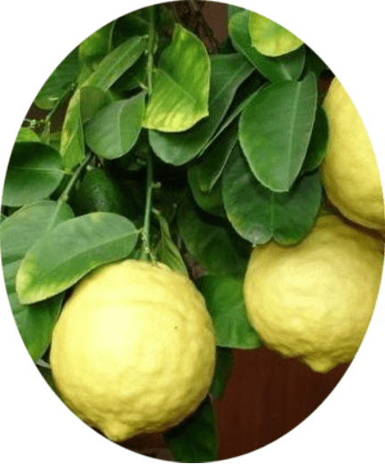 Лимон Юбилейный — Павловский питомник