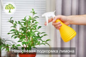 Удобрение Фаско для лимона и цитрусовых
