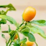 Спелый плод кумквата Маргарита на ветке