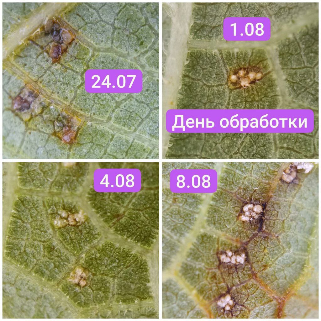 Коллаж макро: развитие бурых щитков и белых кладок вредителя вдоль жилок листа цитруса до и после обработки