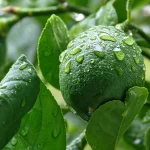 Незрелый зелёный плод лимона Мейера с каплями воды