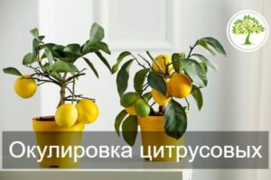 Окулировка цитрусовых