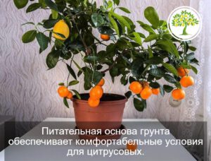 Грунт Фаско для цитрусовых