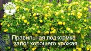 Удобрение Здравень турбо для цитрусовых