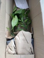 Упаковка растения Павловского лимона в коробке для отправки