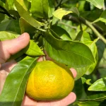 Мандарин Ковано Васе — плод на дереве