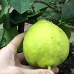 Лимон Юбилейный — крупный плод в руке