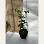 Лимон Новозеландский — исходное реальное растение 5 лет