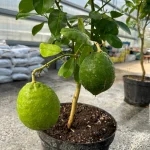 Лимон Новозеландский — крупные зелёные плоды растения 6 лет