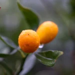 Кумкват Кинкан Японский — круглые плоды на ветке