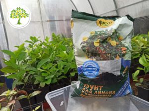 Грунт Фаско для цитрусовых