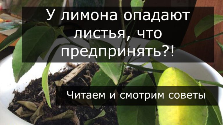 U limona opadayut listya chto delat sovety