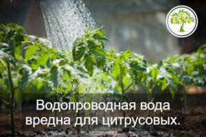 Удобрение Фаско для лимона и цитрусовых