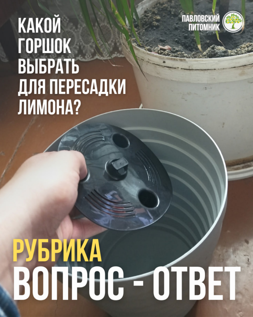 Подойдёт ли горшок с декоративным кашпо и вкладышем для пересадки комнатного лимона