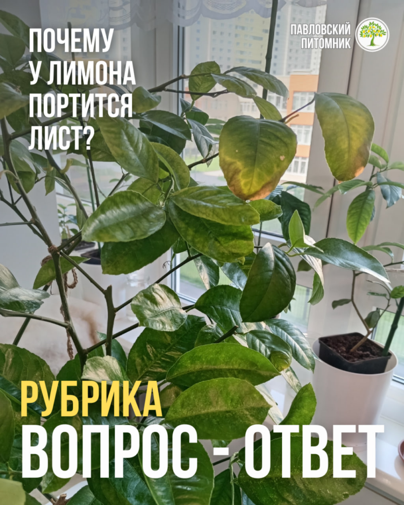Лимон желтеет с одной стороны и подсыхают кончики листьев — ищем виновника
