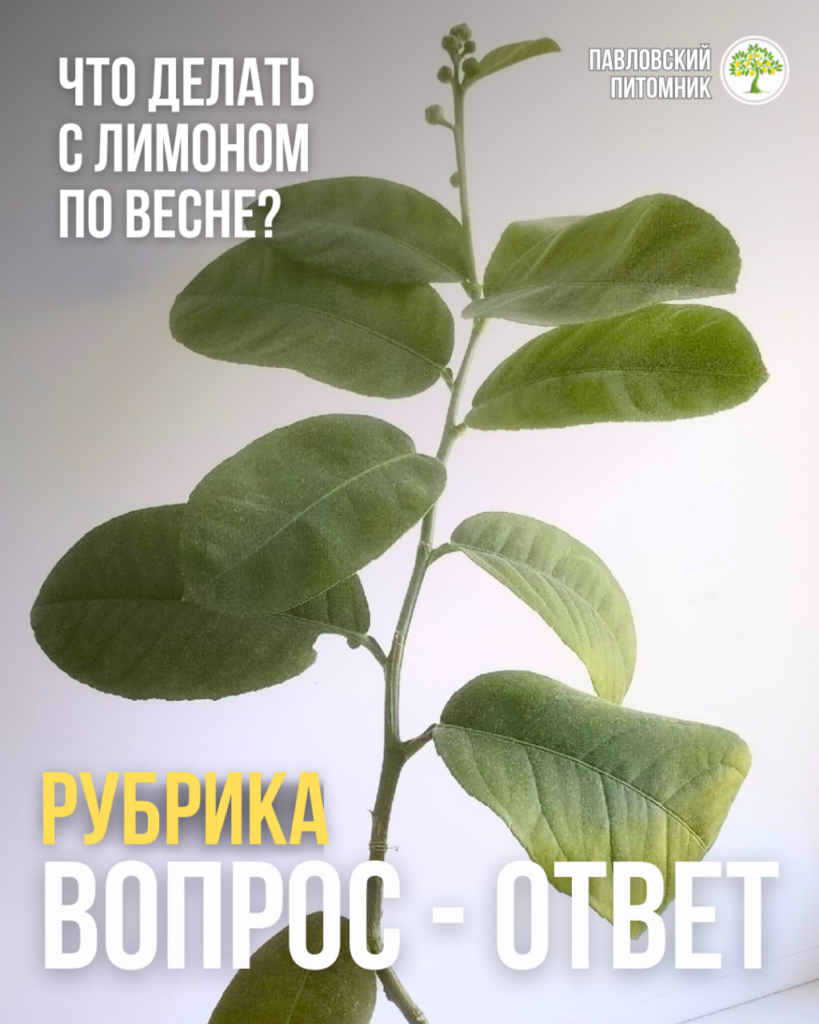 Молодой лимон быстро вырос за весну и зацвёл — что с ним делать дальше