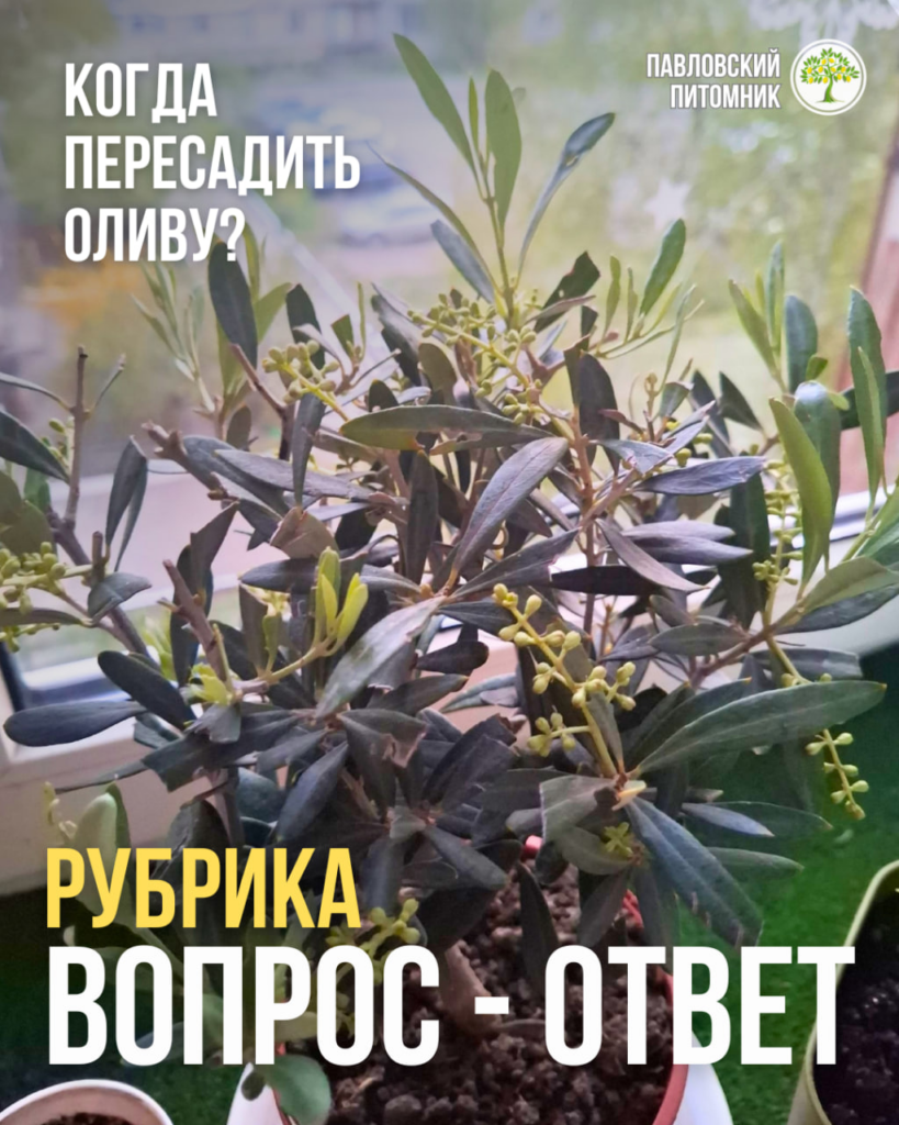Когда лучше пересадить комнатную оливу, если горшок тесноват, а она в цвету