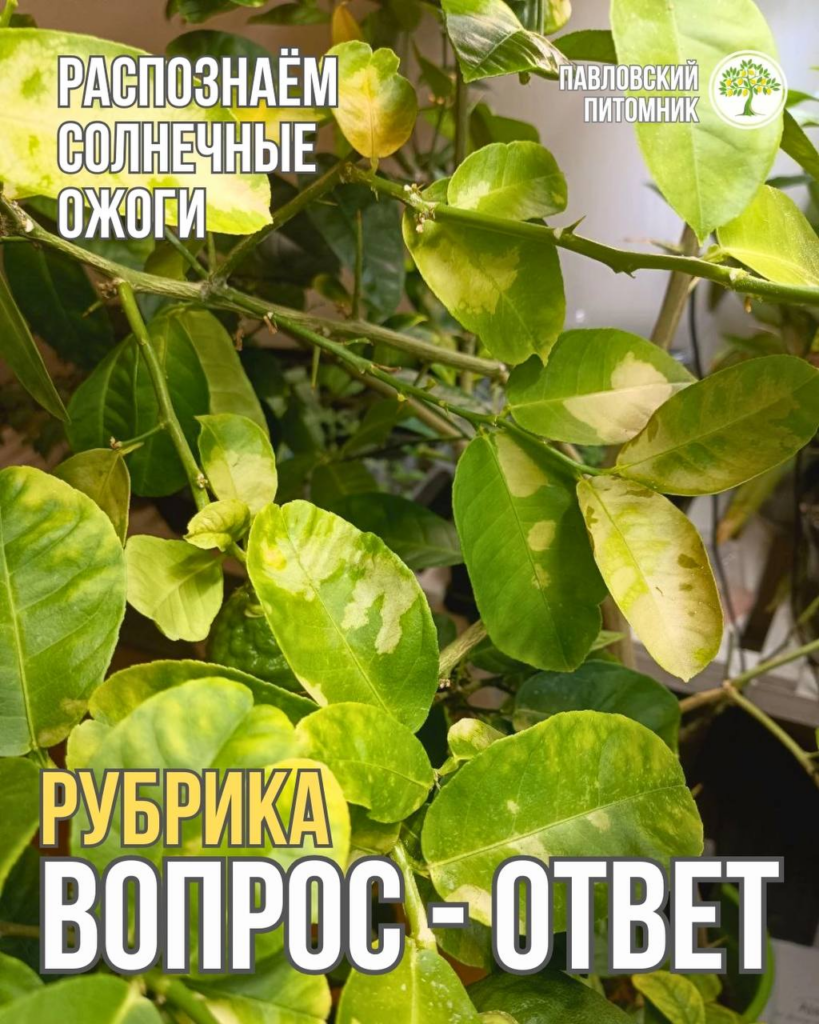 Светлые пятна и сухие участки на листьях Пандерозы из-за близкой фитолампы