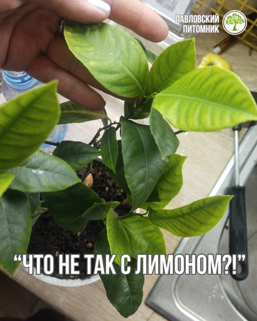 Светлые бугристые листья на Павловском лимоне при правильном уходе — расследуем хлороз