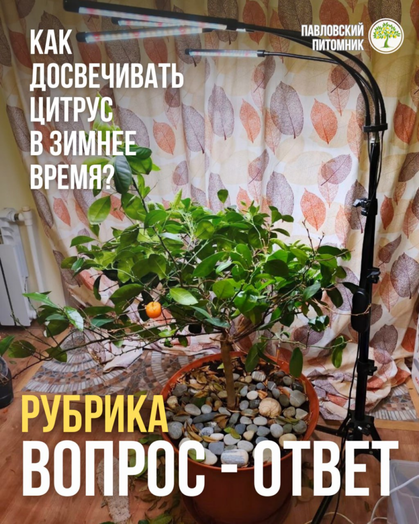 Как правильно досвечивать комнатный цитрус зимой и не превратить квартиру в цех