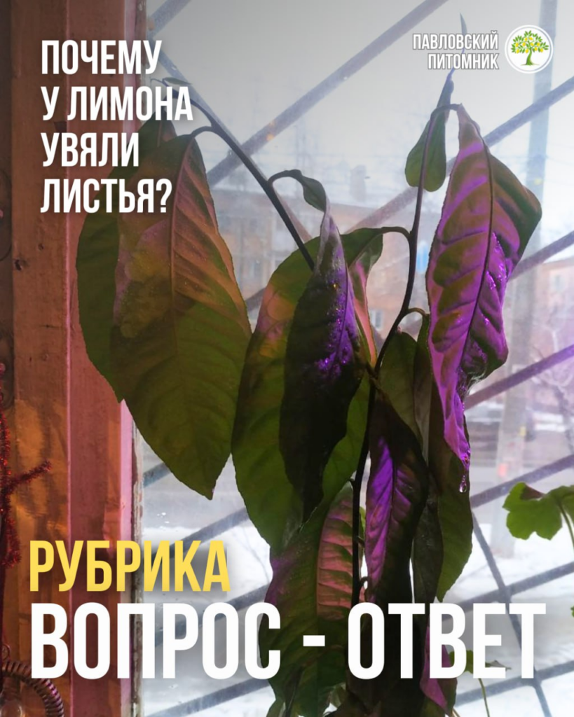 Лимон внезапно повял, хотя уход был правильным — диагноз «холодовой стресс от сквозняка»