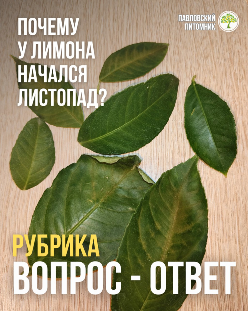 Лимон Мейера приехал две недели назад и начал терять листья — инструкция на первые 2–3 недели