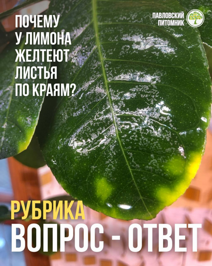 У лимона желтеют, а затем сохнут кончики листьев — как найти причину и чем помочь