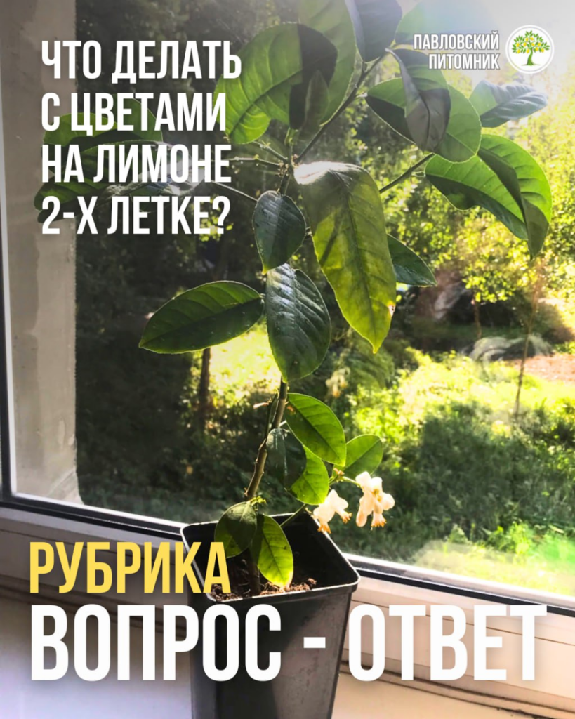 Нужно ли удалять все цветы на Пандерозе, если саженцу всего 2 года