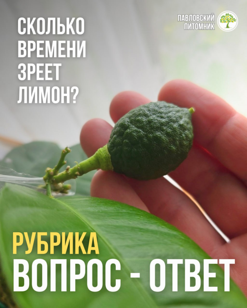 Сколько времени зреет лимон на комнатном дереве и как понять, что плод готов