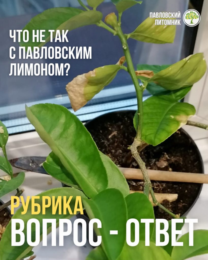 Павловский лимон: сохнут края, мельчают листья — «чего не хватает или это избыток?»