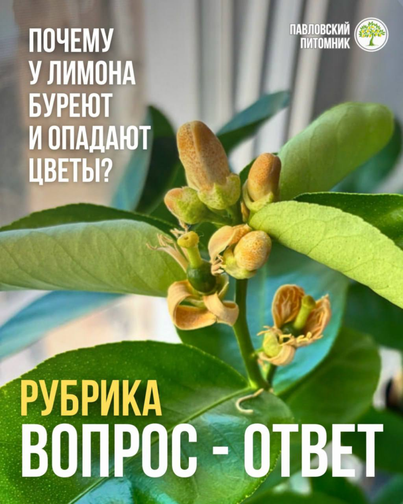 Лимон сбрасывает бутоны и скрутил верхние листья — что произошло во время цветения