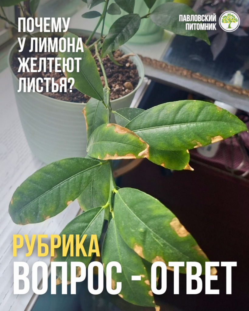 «Что не так с моим лимоном?» — буреют кончики и края листьев