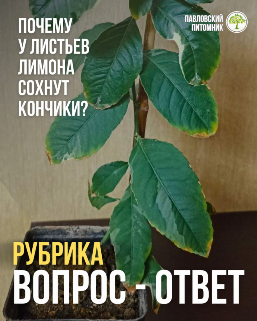 Вариегатная Эврика: подсыхают кончики листьев — разбираемся, чем помочь