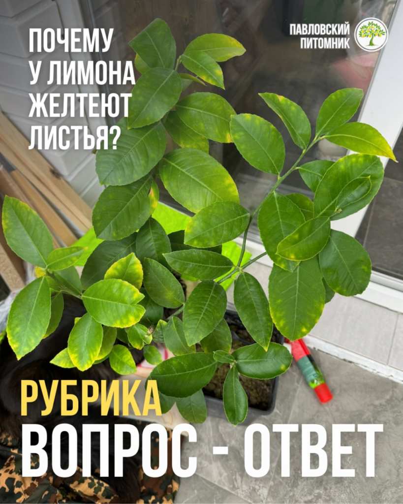 Почему у лимона Мейера желтеют листья через две недели после переезда