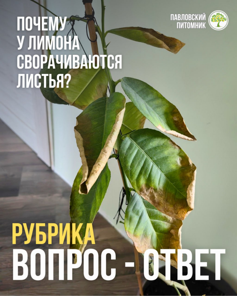 «Умирает лимон!» — краевой некроз листьев, который усилился от частого полива