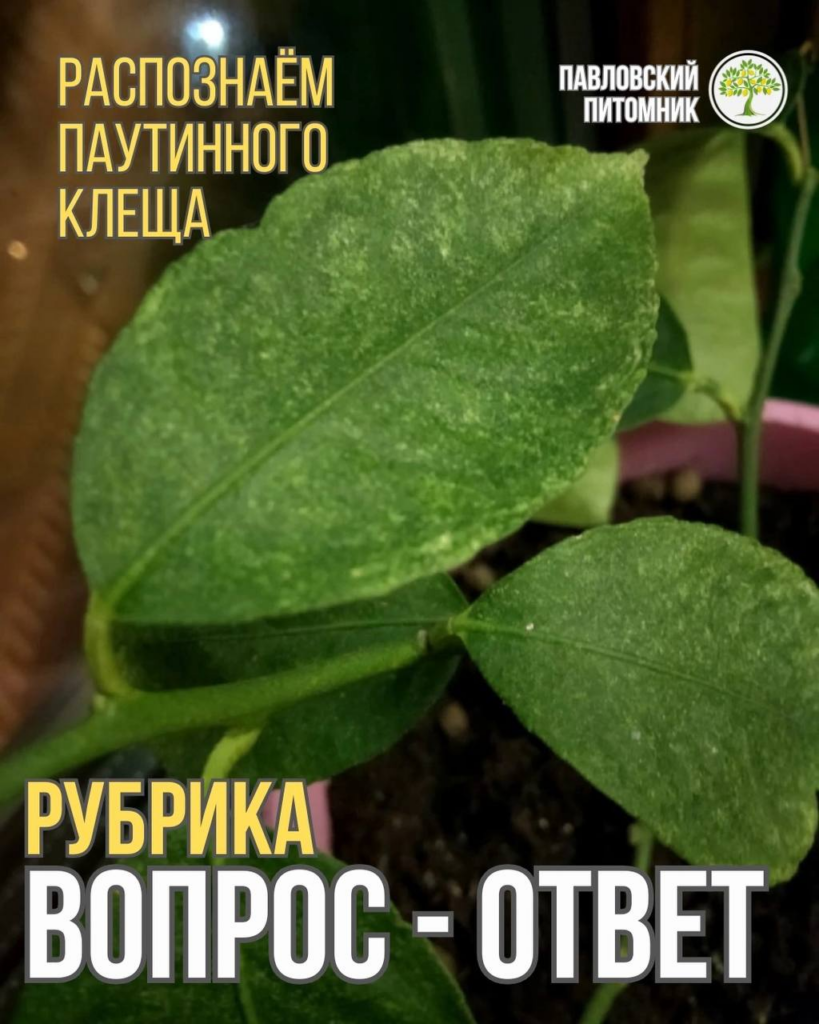 Паутинный клещ на лимоне: как распознать невидимого виновника и что делать