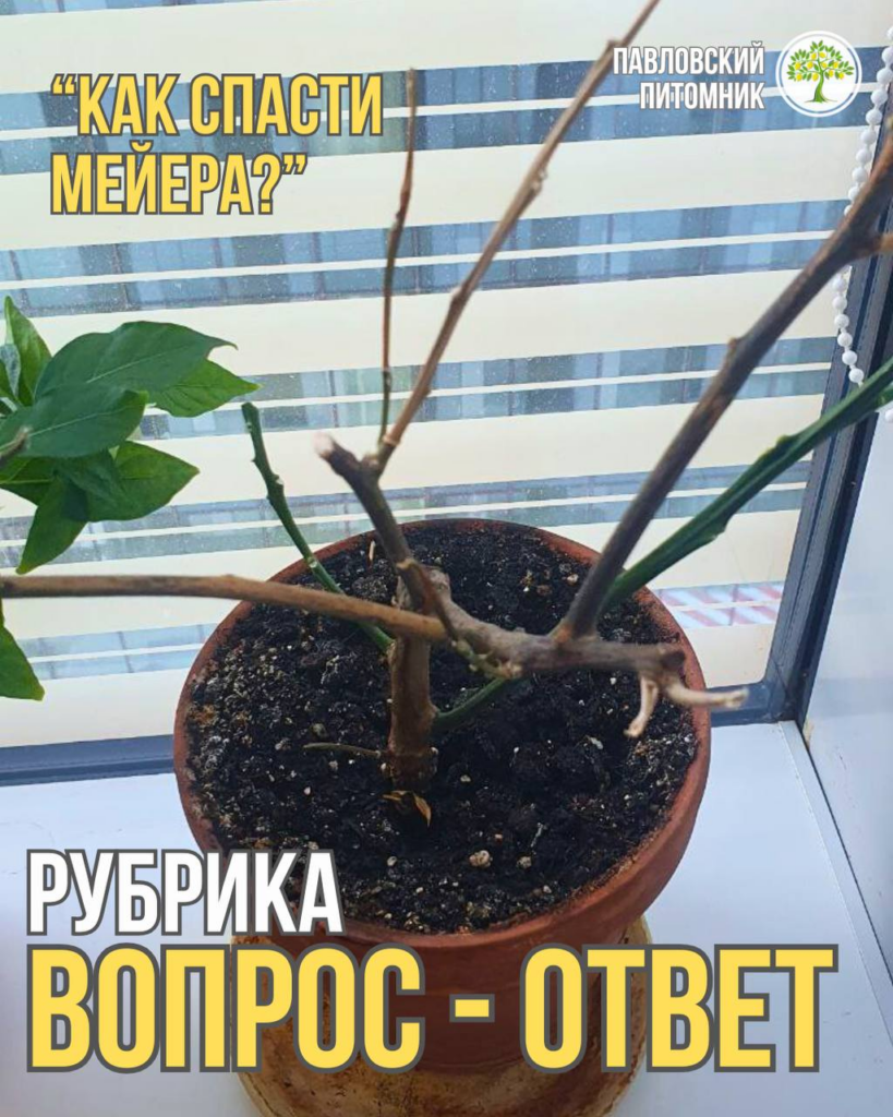 Лимон Мейера сбросил все листья после зимовки под пакетом — остались зелёные ветки с завязями, как оживить