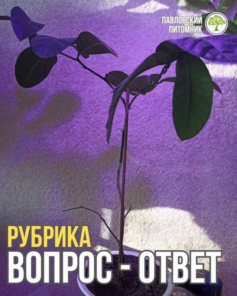 Лимон год живёт дома, сбрасывает листья и не растёт, а у окна не стоит, потому что муж проветривает — что не так