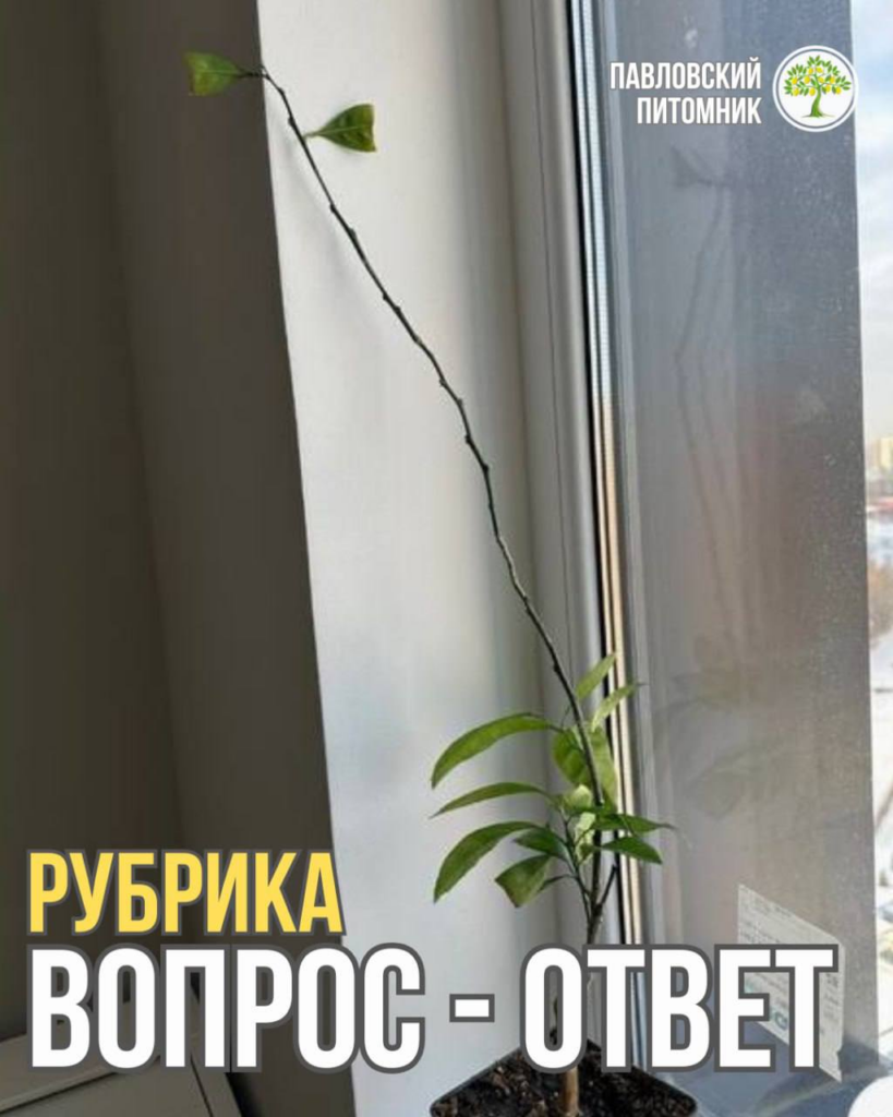 В каком месте обрезать ствол лимона для формирования кроны и в каком порядке делать обрезку, пересадку и подкормку
