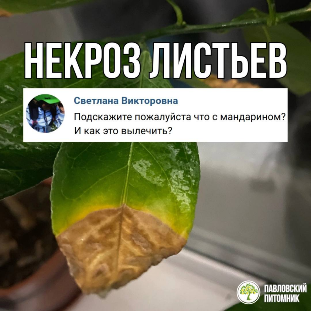 Некроз на краях листьев комнатного лимона — почему сохнут края и какой миф мешает найти настоящую причину